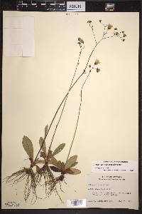 Hieracium venosum image