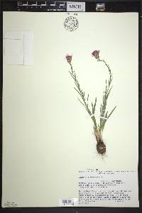 Liatris cylindracea image