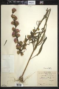 Liatris aspera image