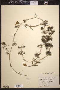 Bidens beckii image