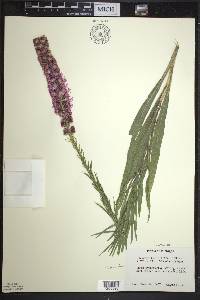 Liatris pycnostachya image