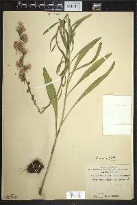 Liatris aspera image