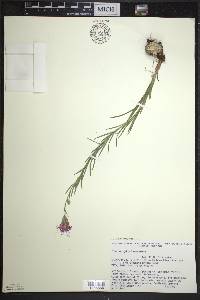 Liatris cylindracea image