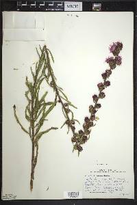 Liatris aspera image