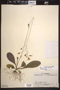 Hieracium venosum subsp. venosum image