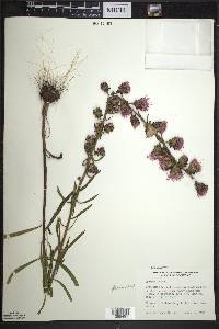 Liatris aspera image