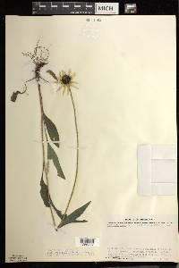 Rudbeckia hirta var. pulcherrima image