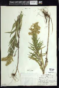 Solidago canadensis var. canadensis image