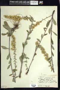 Solidago hispida image