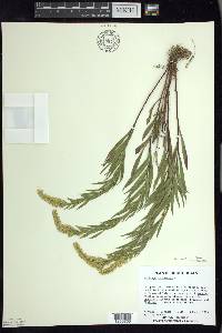 Solidago canadensis var. hargeri image