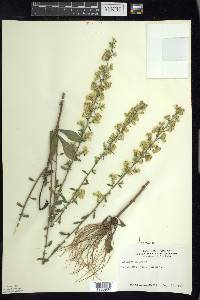 Solidago hispida image