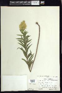 Solidago canadensis var. canadensis image