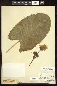 Silphium terebinthinaceum image