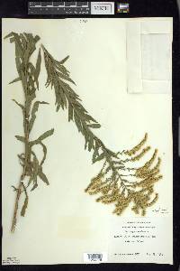 Solidago canadensis var. hargeri image