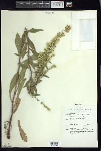 Solidago hispida image