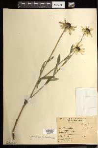 Rudbeckia hirta var. pulcherrima image