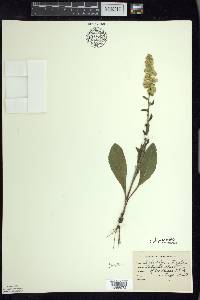 Solidago hispida image