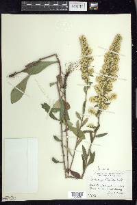 Solidago hispida image