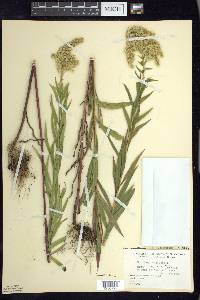 Solidago canadensis var. canadensis image