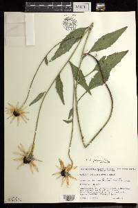 Rudbeckia fulgida image