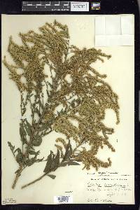 Solidago canadensis var. hargeri image