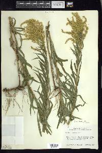 Solidago canadensis var. hargeri image