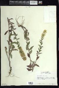 Solidago hispida image