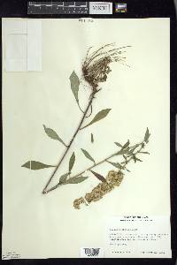 Solidago hispida image