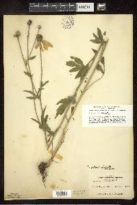 Ratibida pinnata image