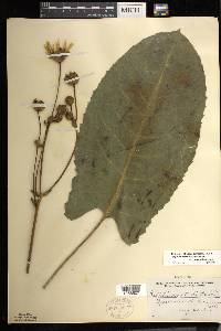 Silphium terebinthinaceum image