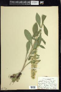 Solidago hispida image