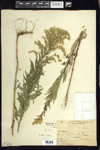 Solidago canadensis var. canadensis image