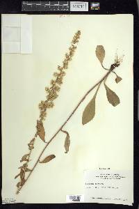 Solidago hispida image