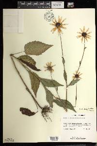 Rudbeckia fulgida image