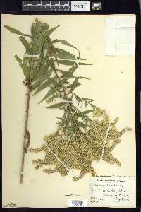 Solidago canadensis var. canadensis image