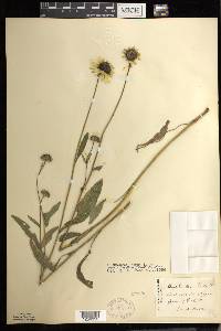 Rudbeckia hirta var. pulcherrima image