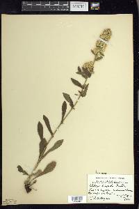 Solidago hispida image