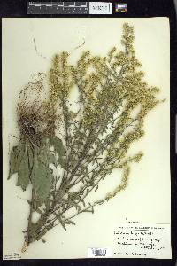 Solidago hispida image