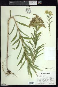 Solidago canadensis var. hargeri image