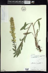 Solidago hispida image