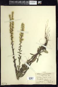 Solidago hispida image