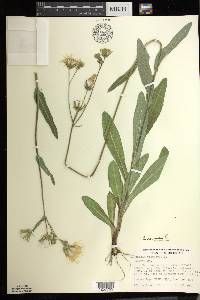 Sonchus arvensis image