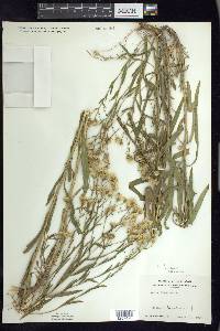 Solidago ptarmicoides image