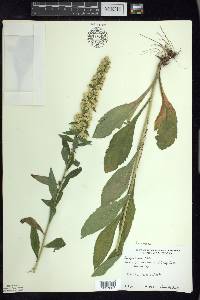 Solidago hispida image