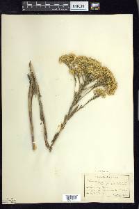 Solidago ohioensis image