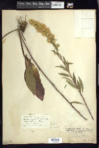 Solidago speciosa image