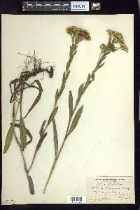 Solidago ohioensis image