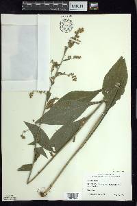 Solidago patula image