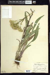 Solidago ohioensis image