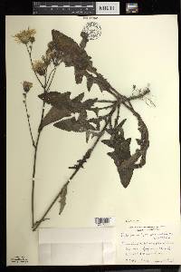 Sonchus arvensis image